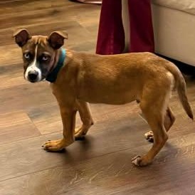 Dante, ADOPTABLE, Young Male Hound.