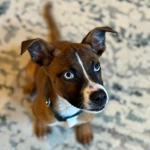Dante, an adopted Hound in Wando, SC image 2/3