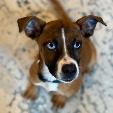 Dante, an adopted Hound in Wando, SC image 3/3