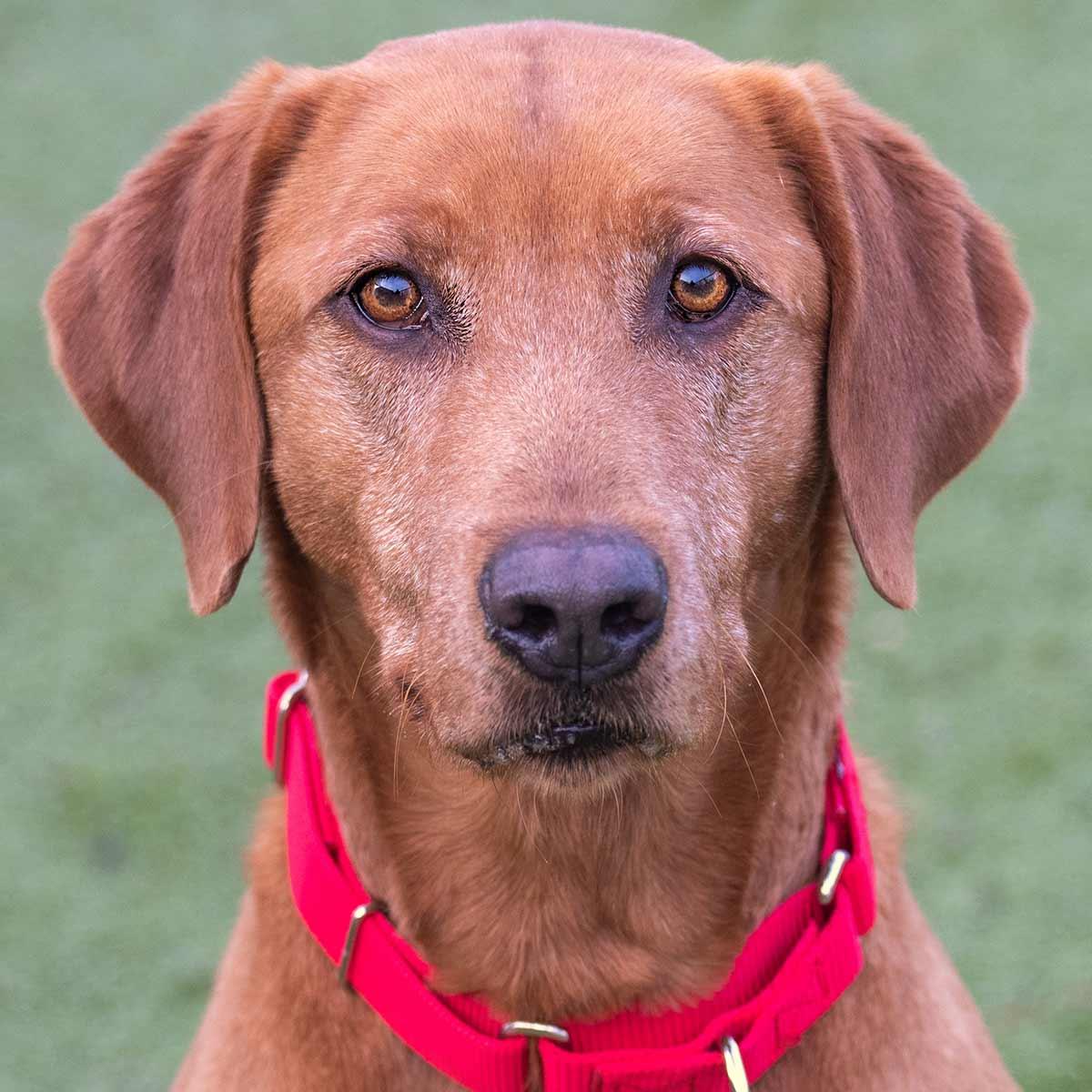 Enlarge Ruby, a ADOPTABLE Labrador Retriever in Elverta, CA image 4/4