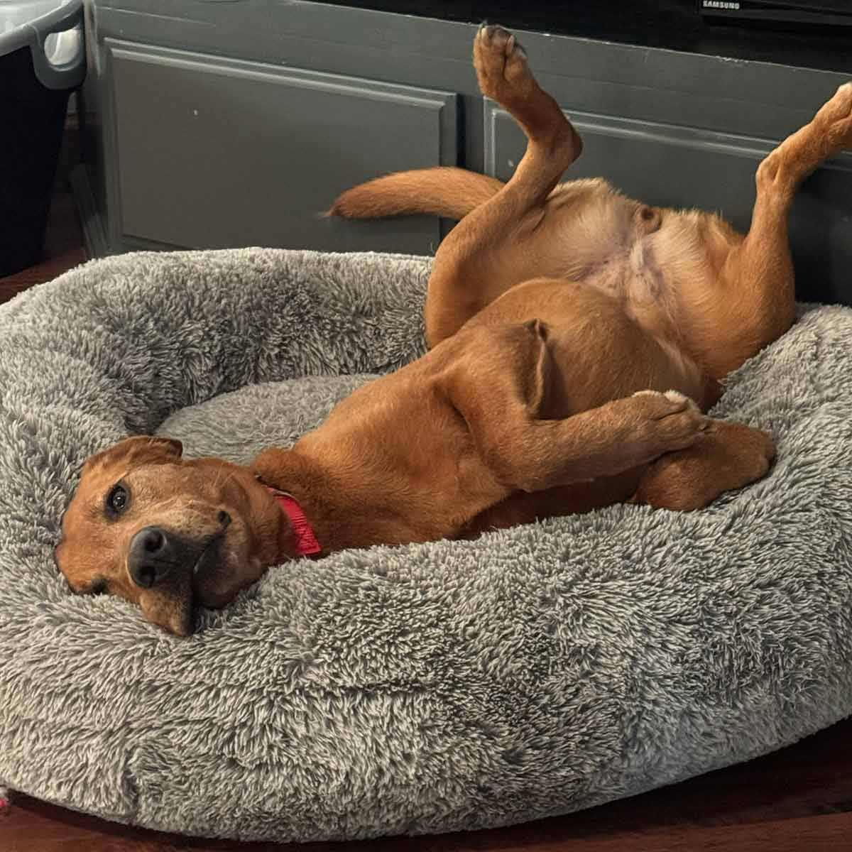 Enlarge Ruby, a ADOPTABLE Labrador Retriever in Elverta, CA image 3/4