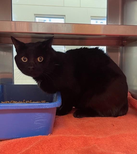 Enlarge ELVIS, a Adoptable Domestic Short Hair in Lees Summit, MO image 1/1