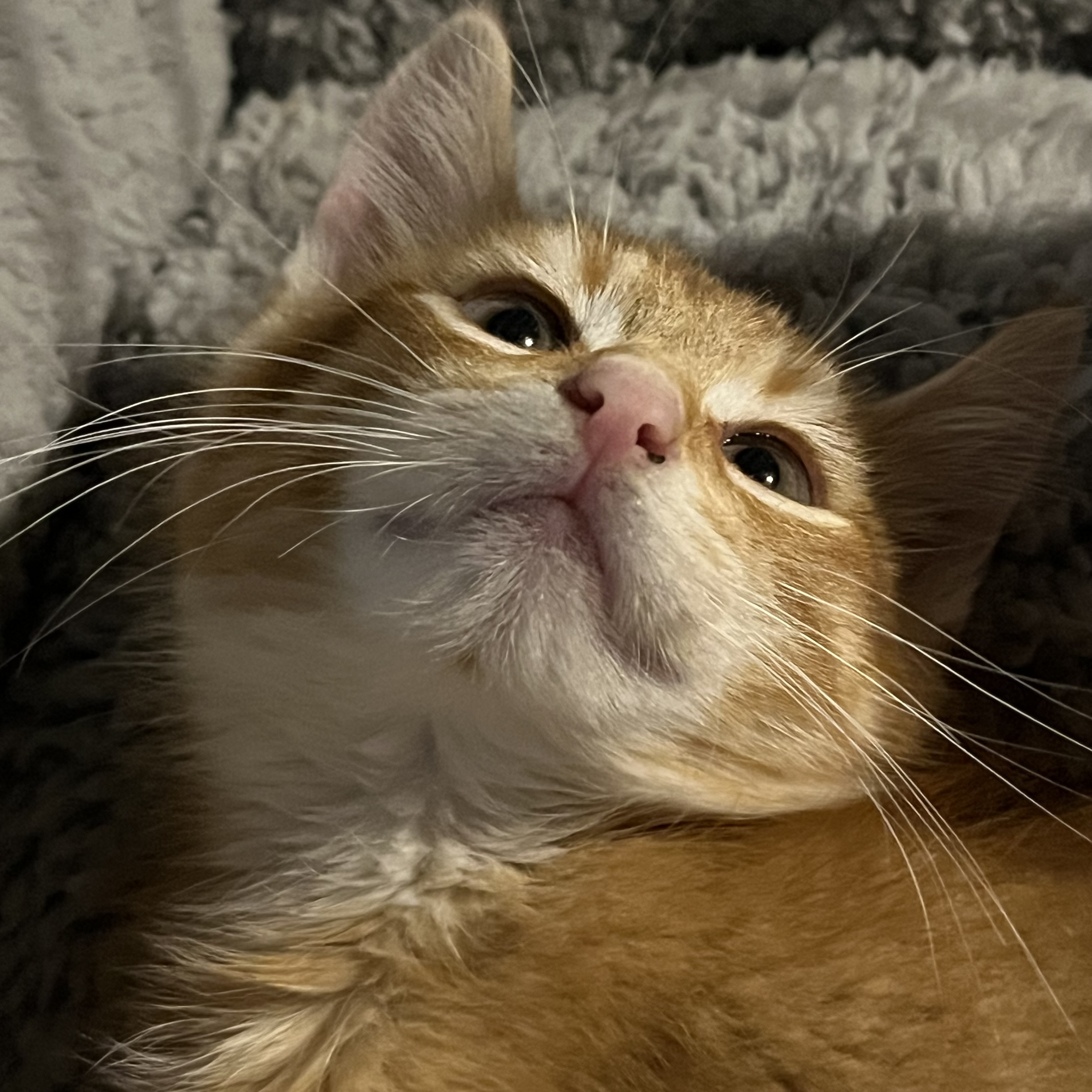 Grande, a Adoptable Domestic Medium Hair in Lake Geneva, WI image 4/6