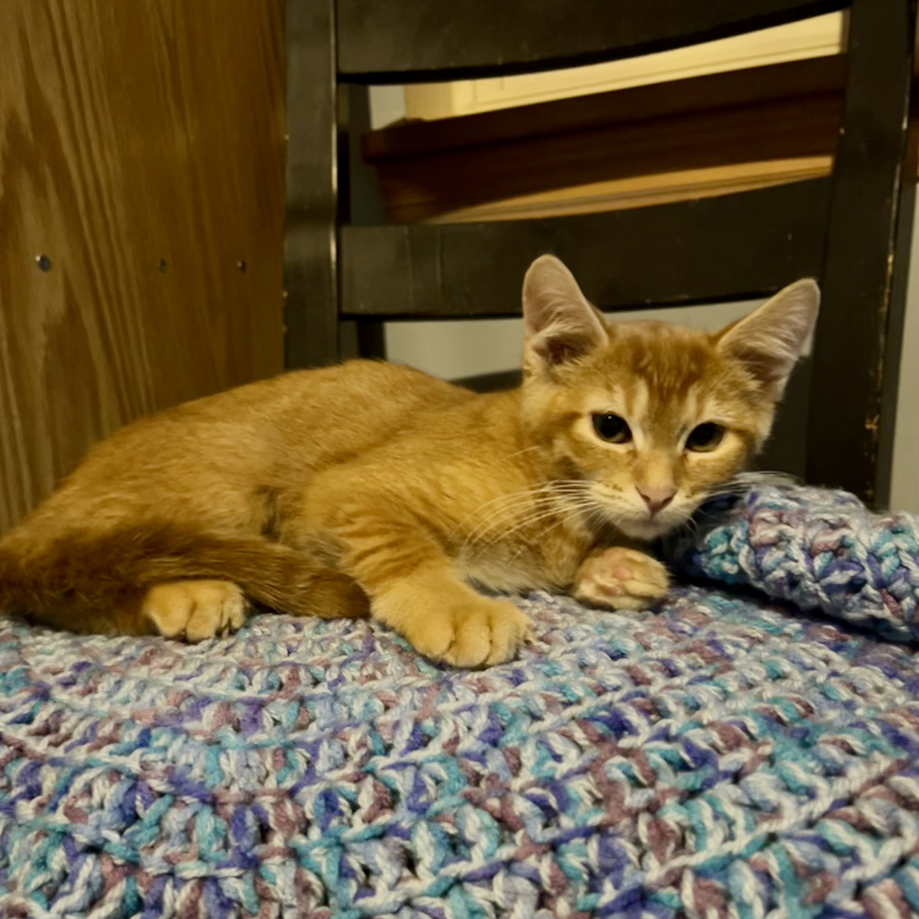 Grande, a Adoptable Domestic Medium Hair in Lake Geneva, WI image 6/6