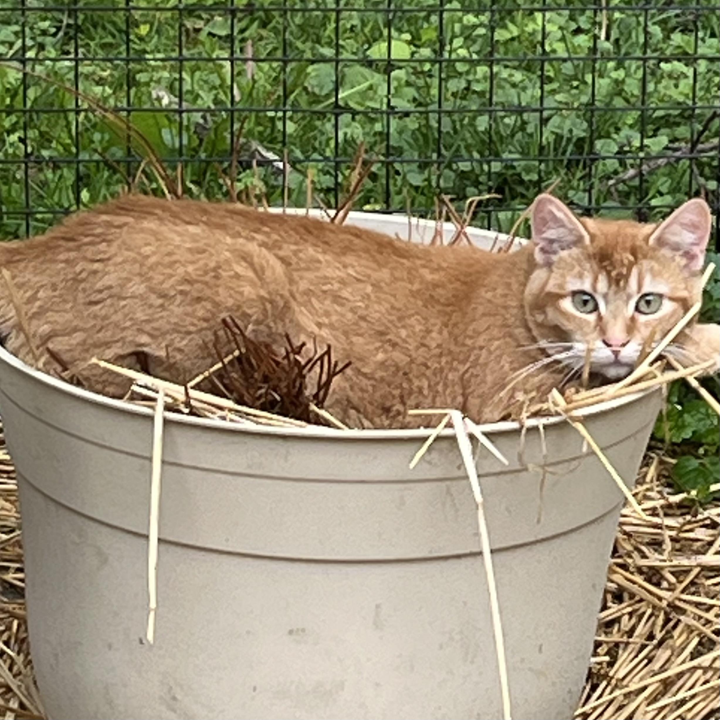 Grande, a Adoptable Domestic Medium Hair in Lake Geneva, WI image 1/6