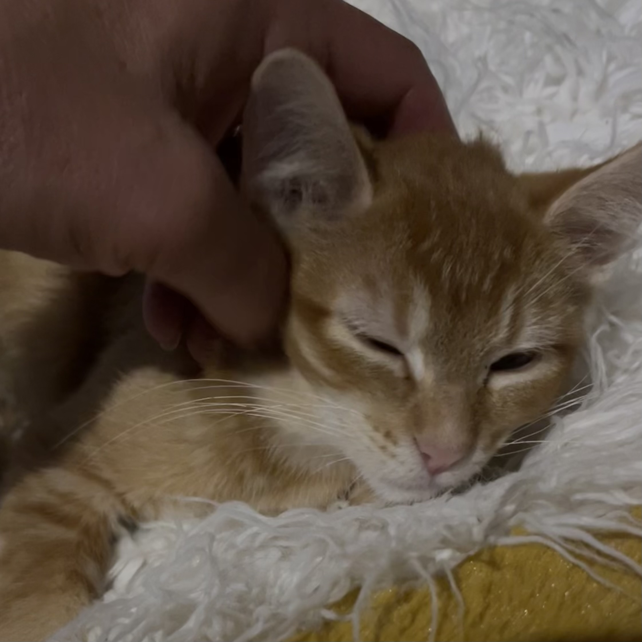 Grande, a Adoptable Domestic Medium Hair in Lake Geneva, WI image 5/6