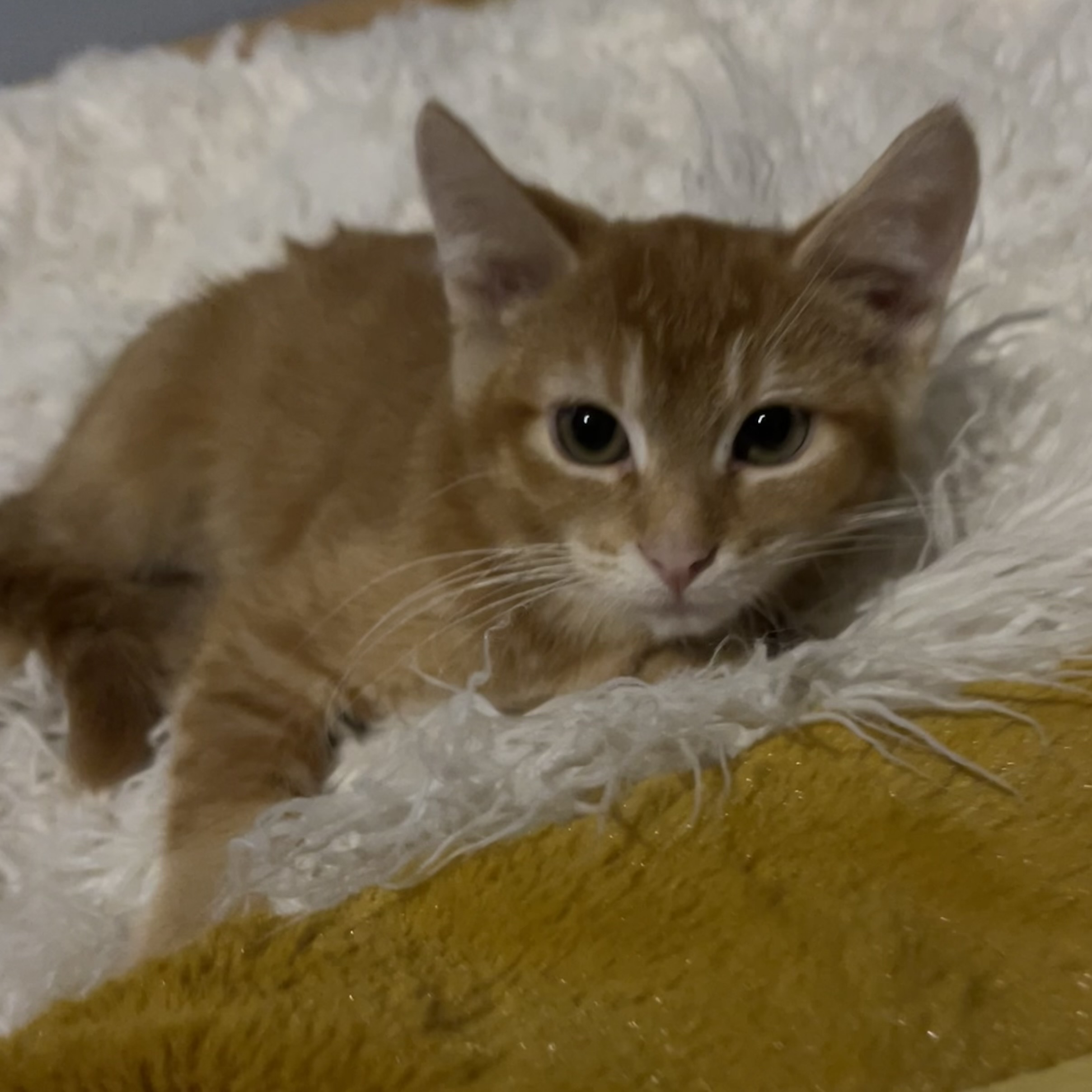 Grande, a Adoptable Domestic Medium Hair in Lake Geneva, WI image 3/6