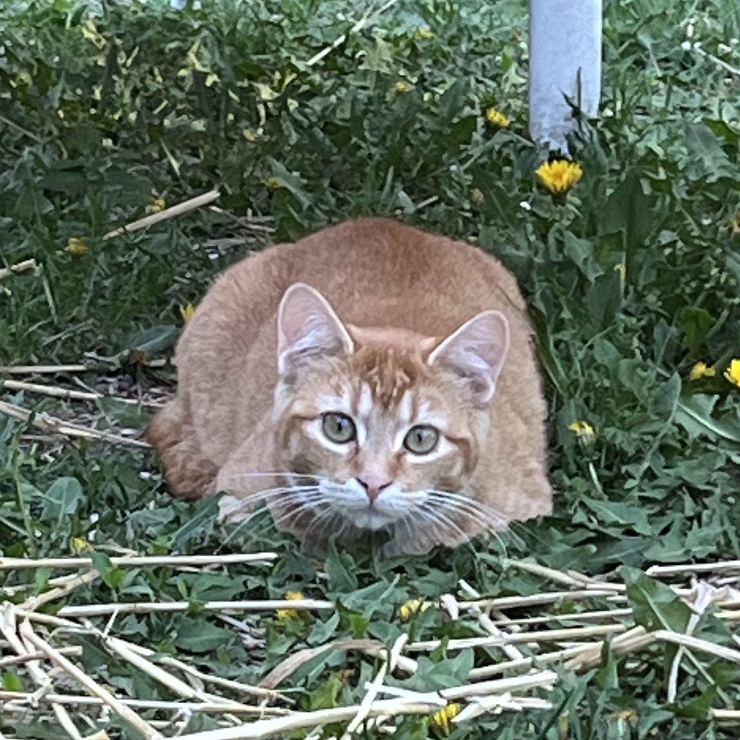 Grande, a Adoptable Domestic Medium Hair in Lake Geneva, WI image 2/6