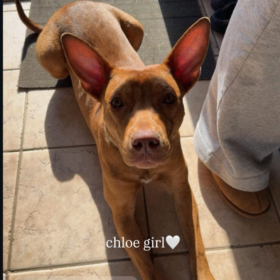 Enlarge Chloe, a Adoptable mixed breed in Yonkers, NY image 6/6