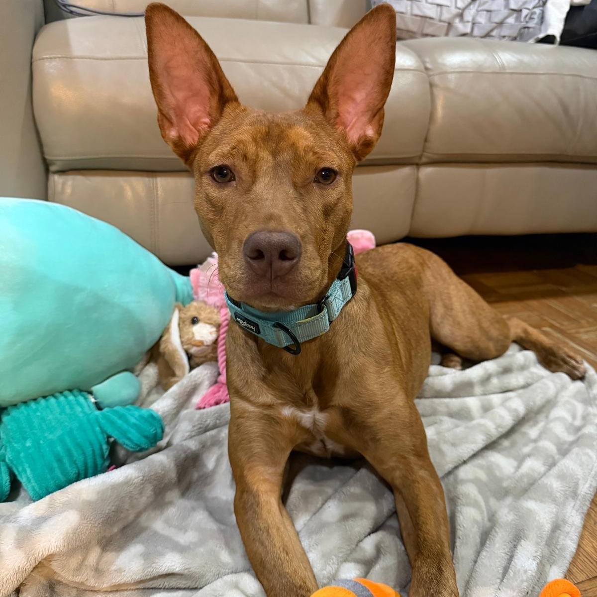 Enlarge Chloe, a Adoptable mixed breed in Yonkers, NY image 2/6