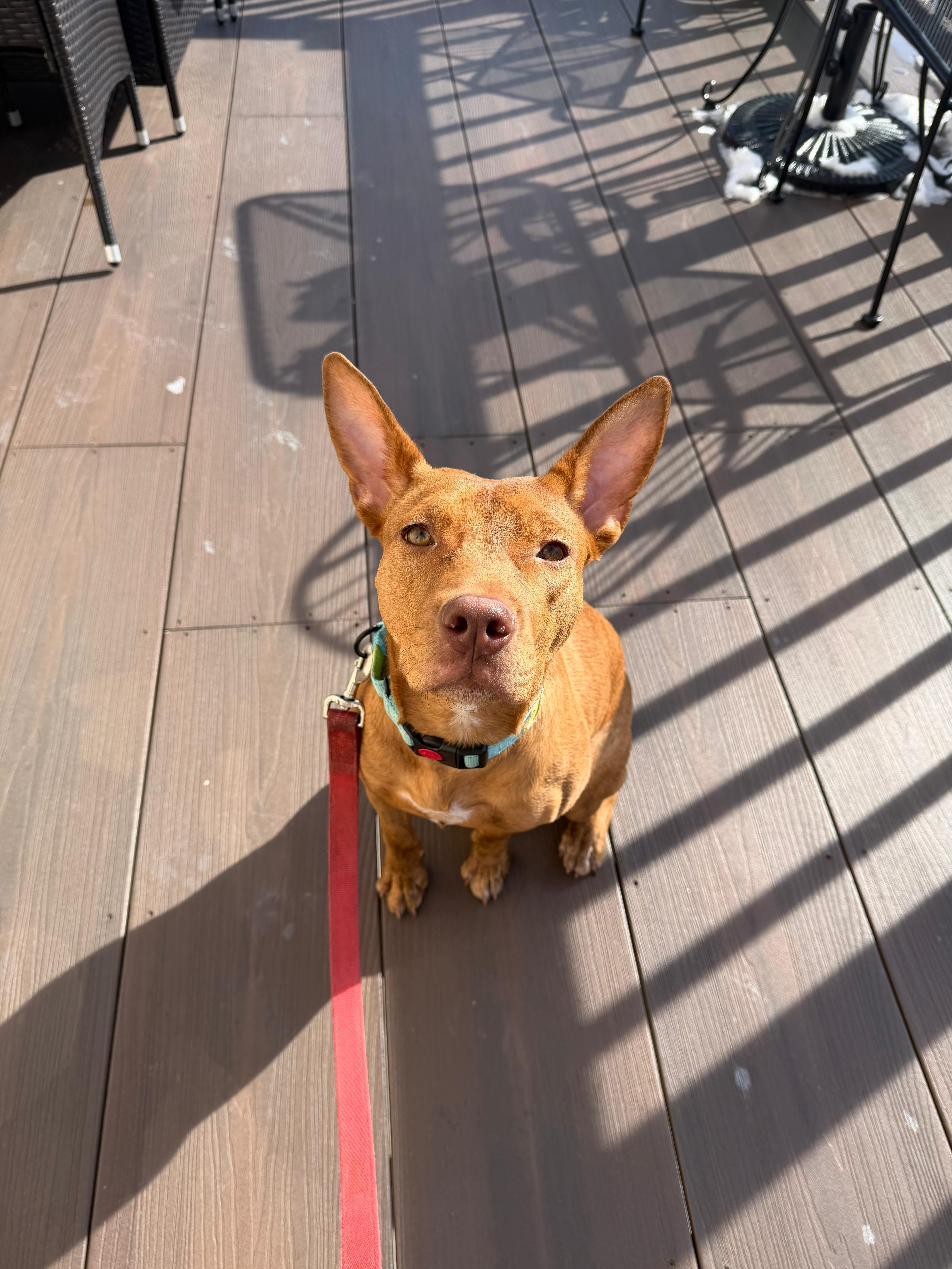 Enlarge Chloe, a Adoptable mixed breed in Yonkers, NY image 5/6