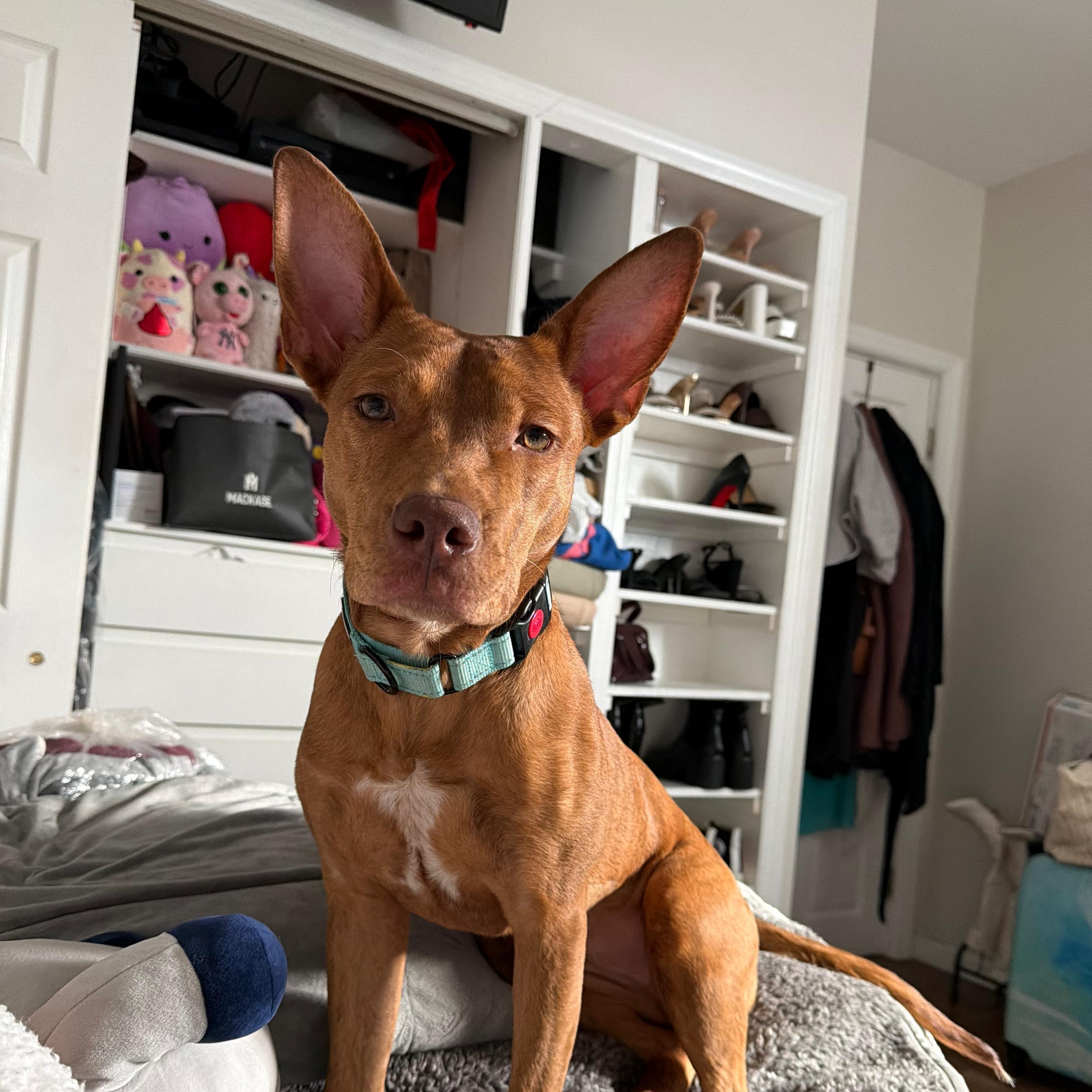 Enlarge Chloe, a Adoptable mixed breed in Yonkers, NY image 1/6