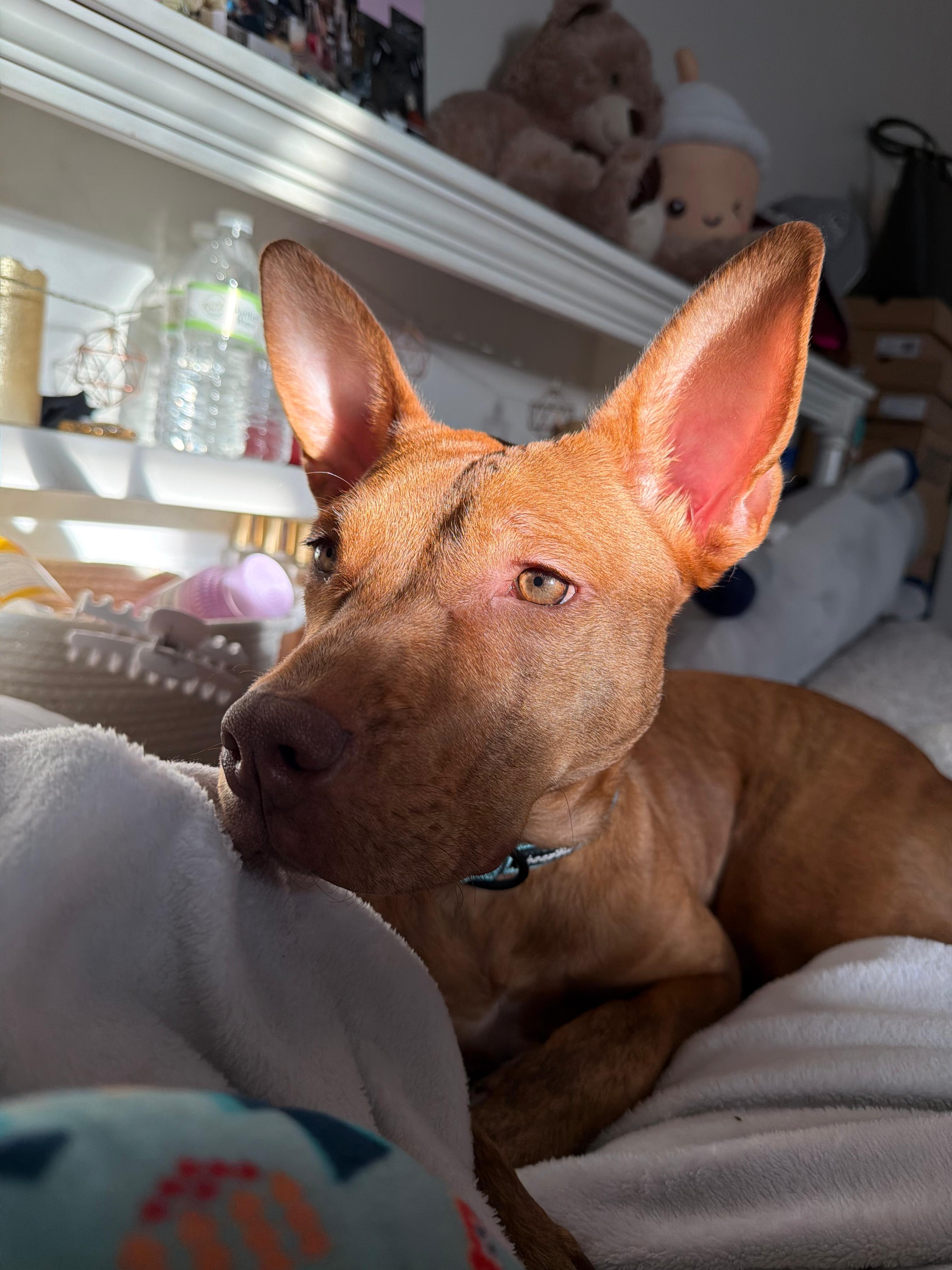 Enlarge Chloe, a Adoptable mixed breed in Yonkers, NY image 4/6