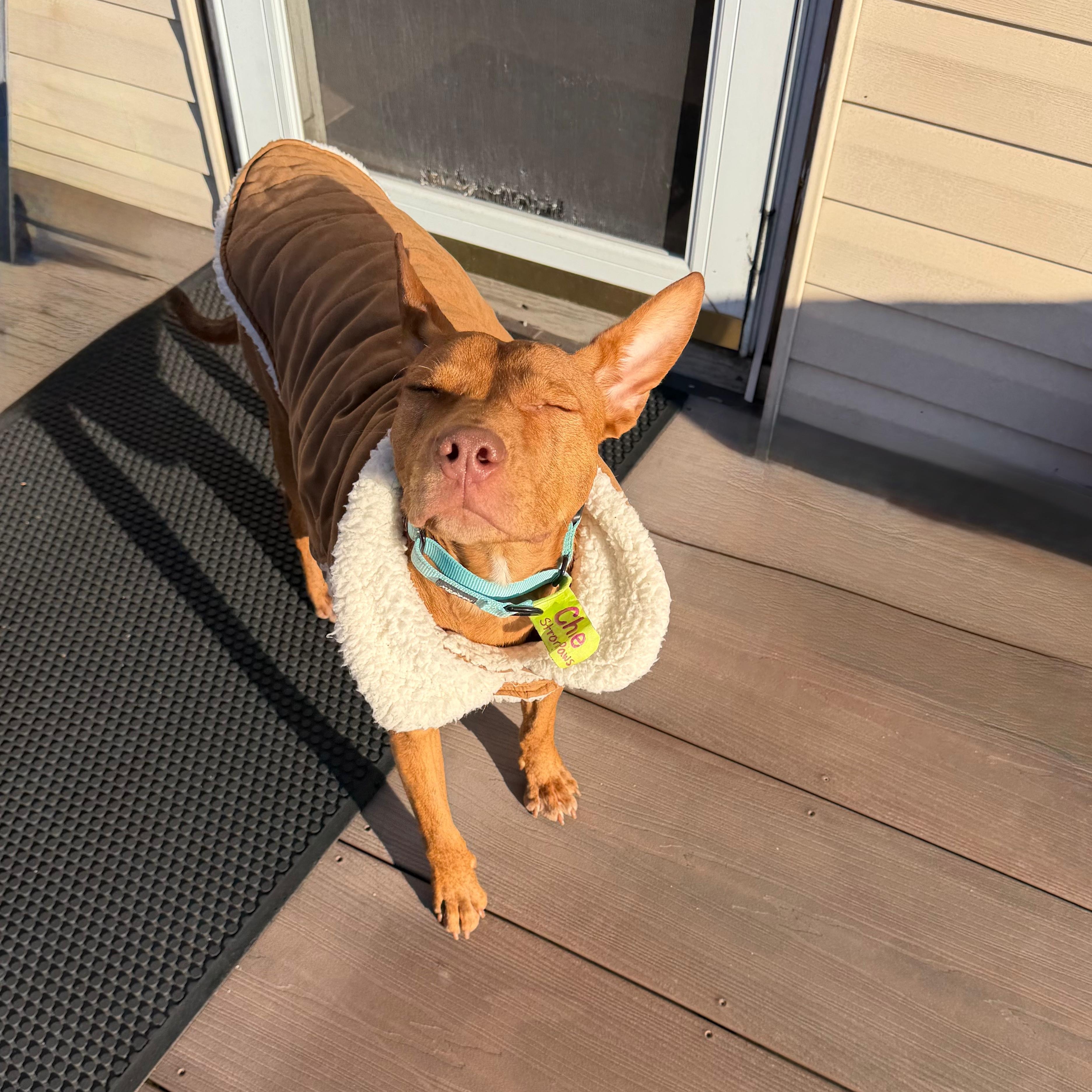 Enlarge Chloe, a Adoptable mixed breed in Yonkers, NY image 3/6