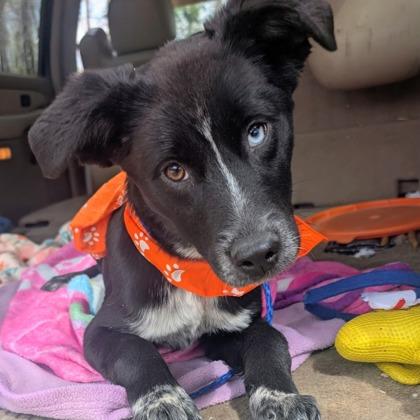 Dora, ADOPTABLE, Young Female Mixed Breed.
