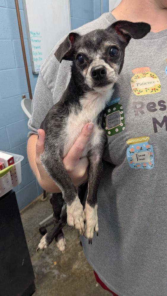 Titus Rex, Adopted, Adult Male Chihuahua.