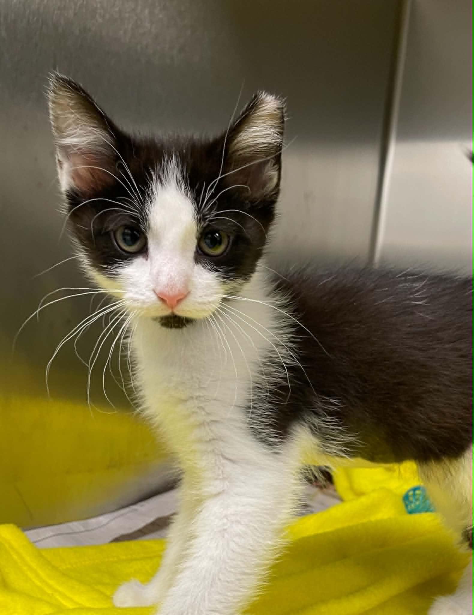 L.C., Adoptable, Young Female Domestic Short Hair.