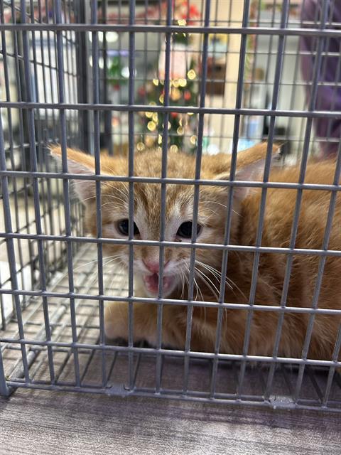 Enlarge A021261, a Adoptable Domestic Long Hair in Sugar Land, TX image 1/1