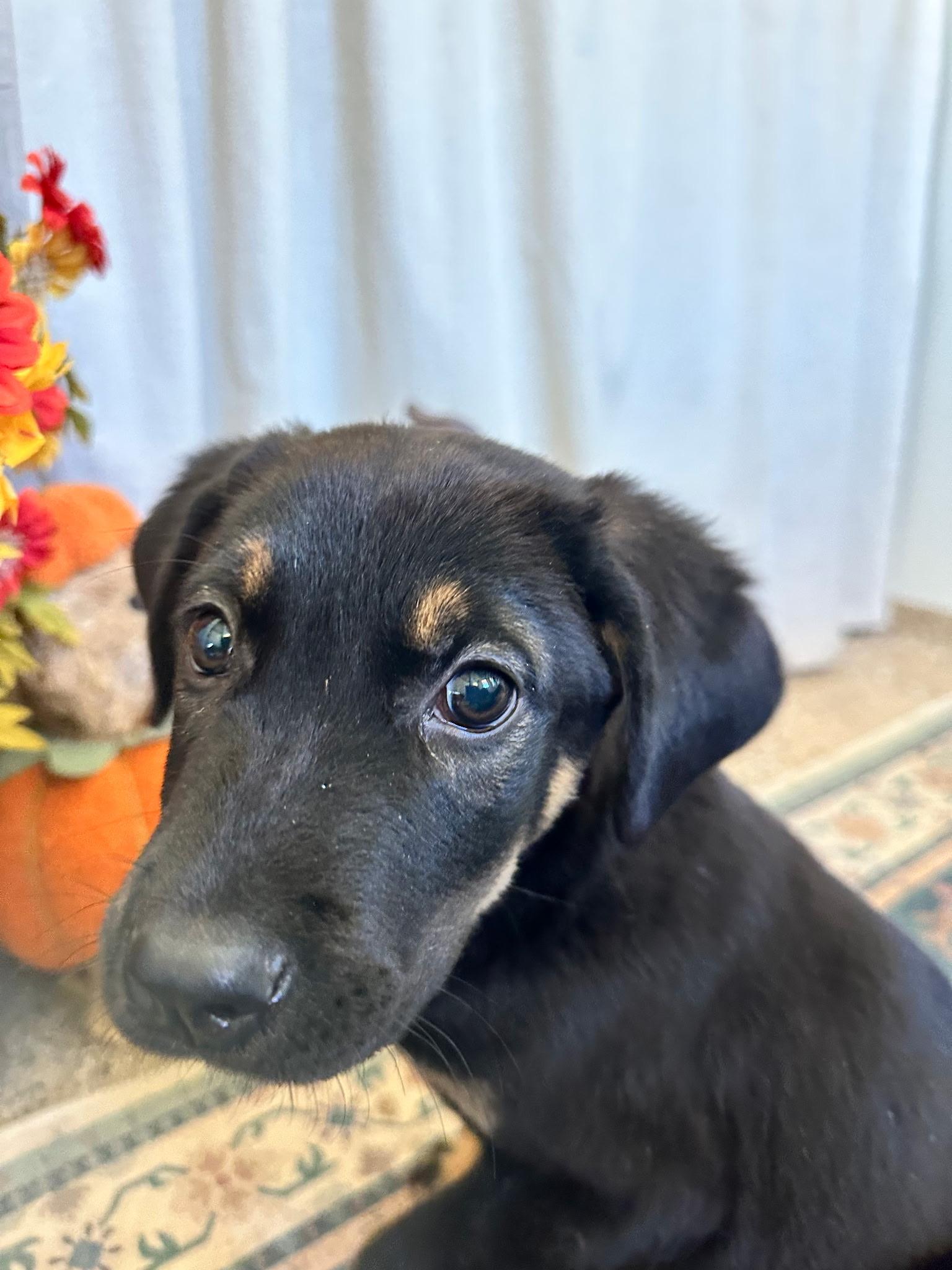 Enlarge Tobias, a Adoptable mixed breed in Weston, MA image 2/4