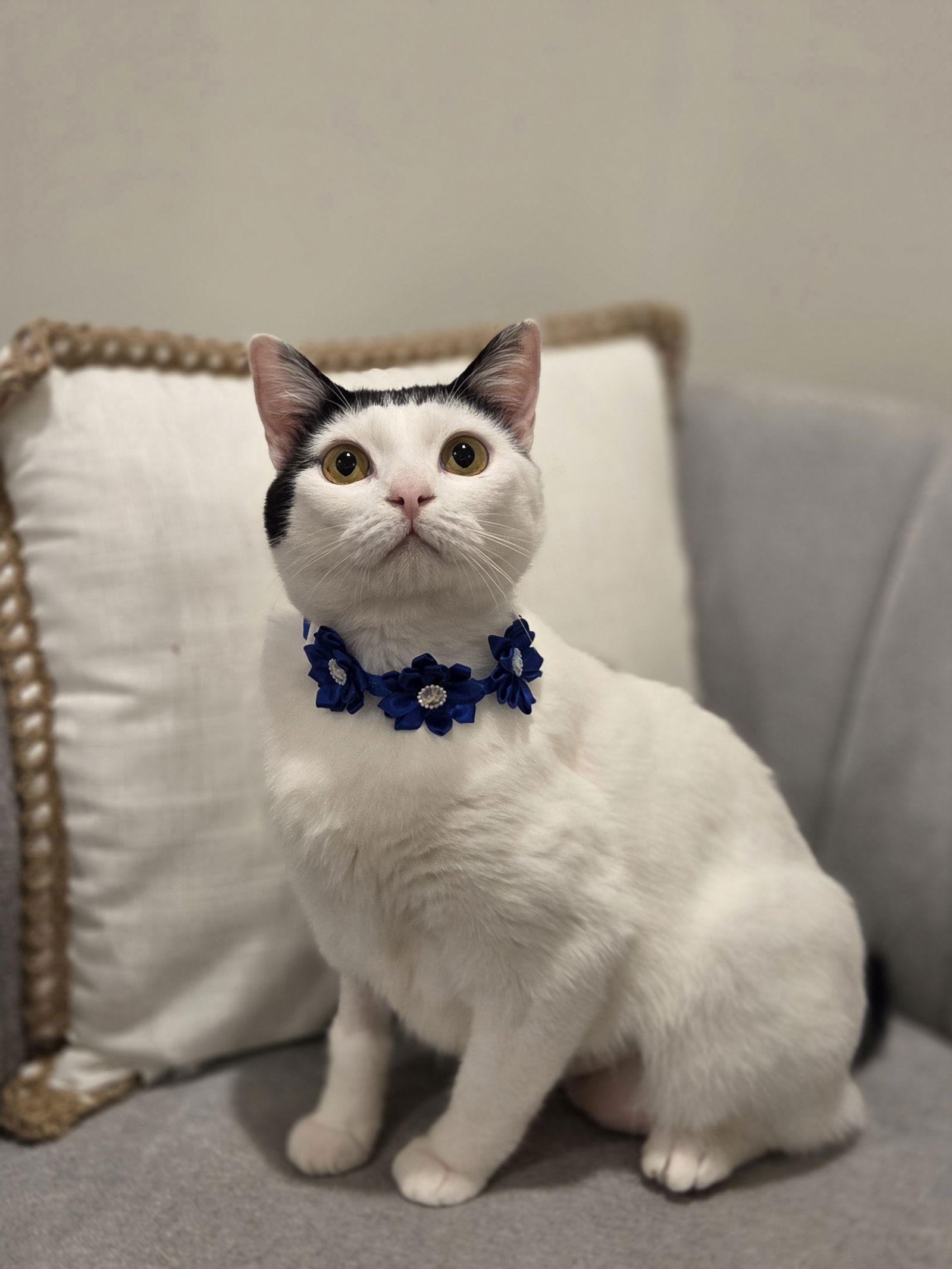 Enlarge Barbara, a Adoptable Domestic Short Hair in Attalla, AL image 1/3