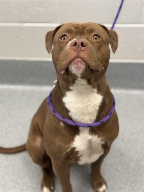 MORTY, Adoptable, Adult Male American Bulldog & Mixed Breed.