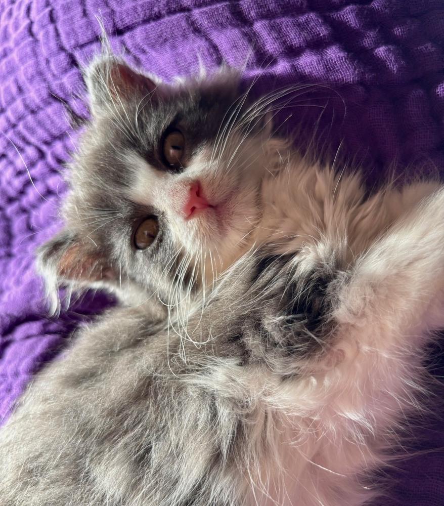 Bubbles, Adopted, Kitten Female Domestic Medium Hair & Domestic Long Hair.