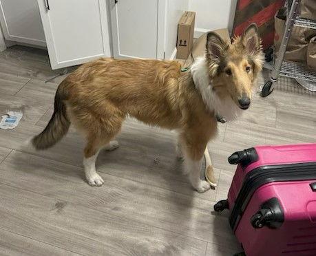 Harry, Adopted, Young Male Collie.