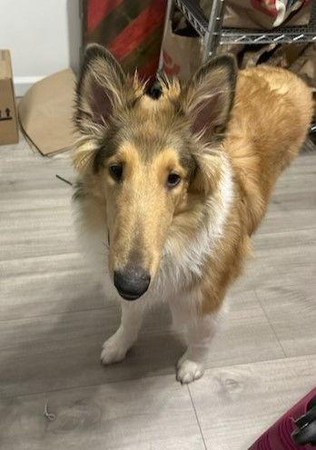 Harry, a Adopted Collie in Pueblo West, CO image 2/3