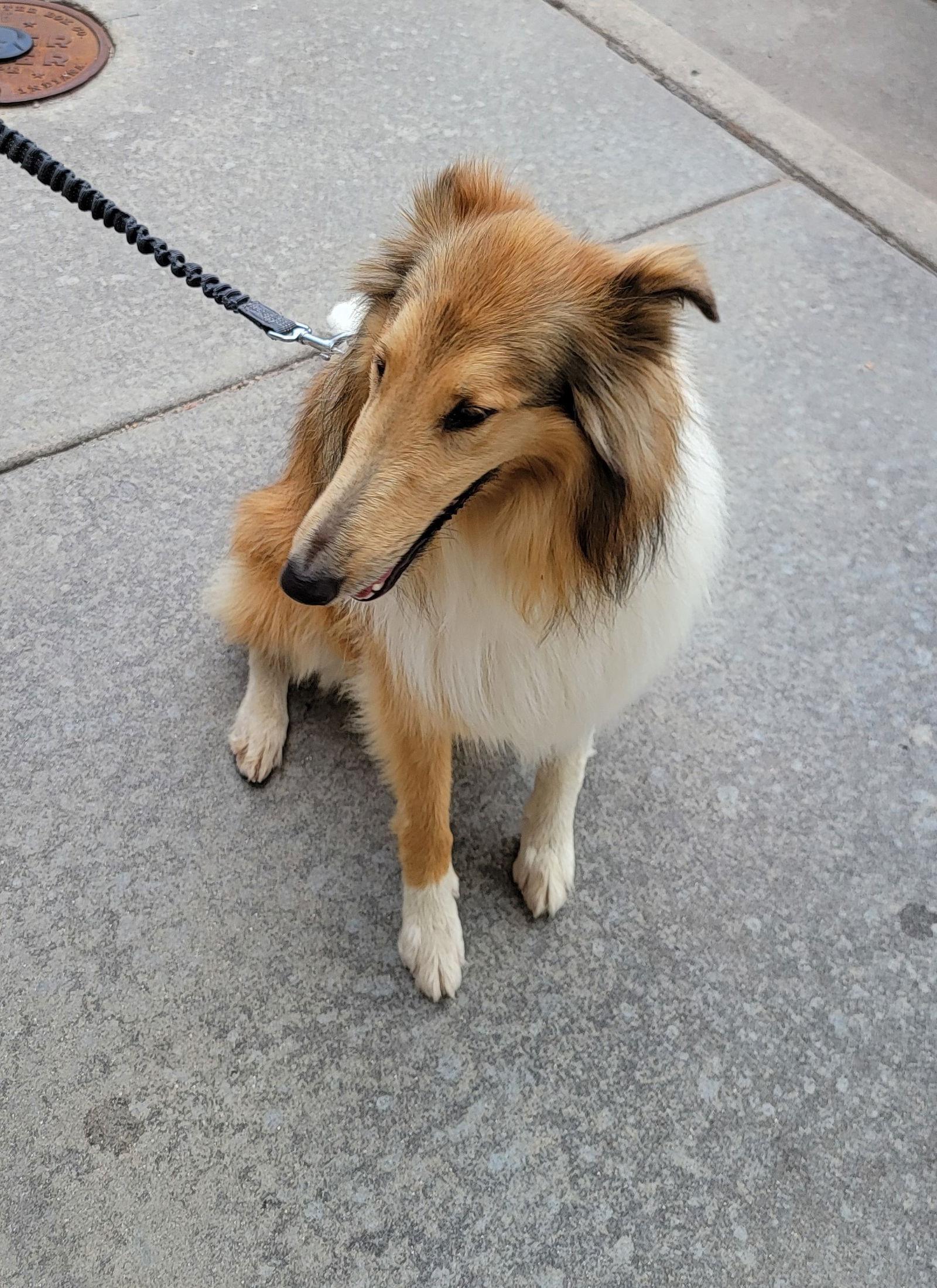 Harry, a Adopted Collie in Pueblo West, CO image 3/3