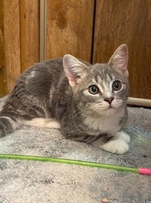 Peach, adopted, Kitten Female Domestic Short Hair.