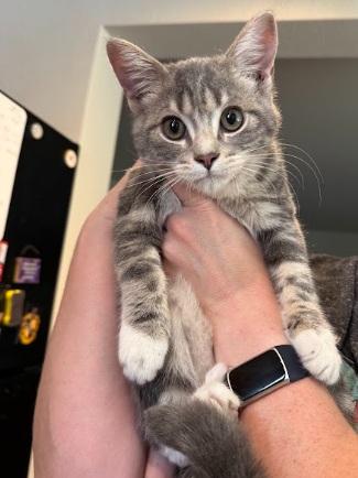 Enlarge Peach, an adopted Domestic Short Hair in Everett, WA image 2/2