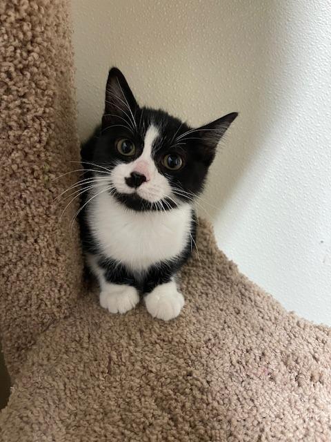 KIRAN, Adoptable, Young Male Domestic Short Hair.