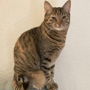 Willow, Adoptable, Adult Female Domestic Short Hair.