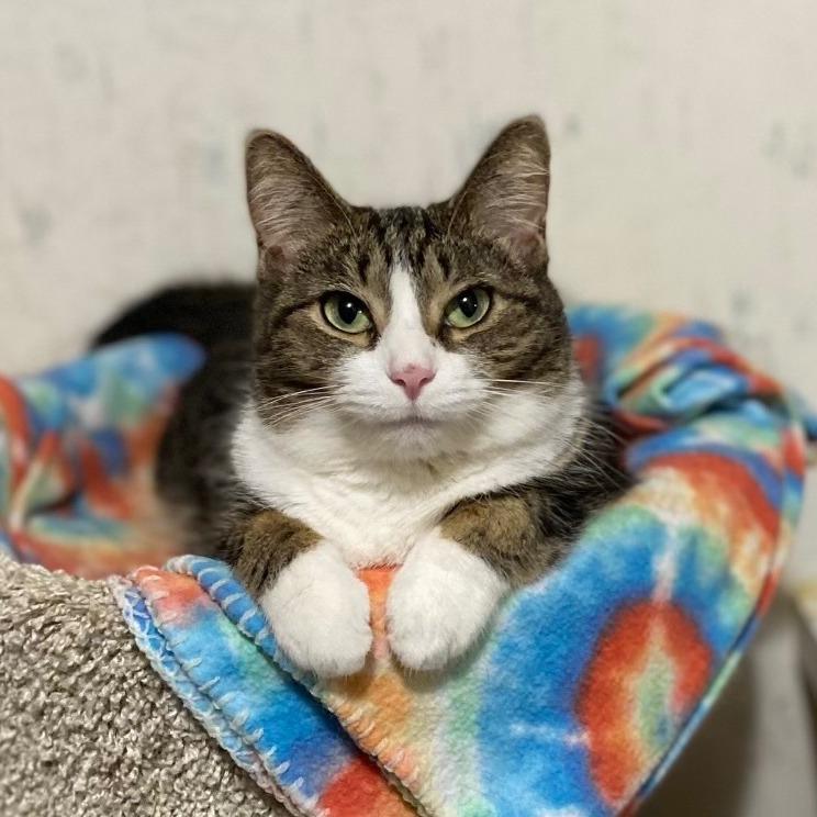 Lark, Adoptable, Adult Female Domestic Short Hair.