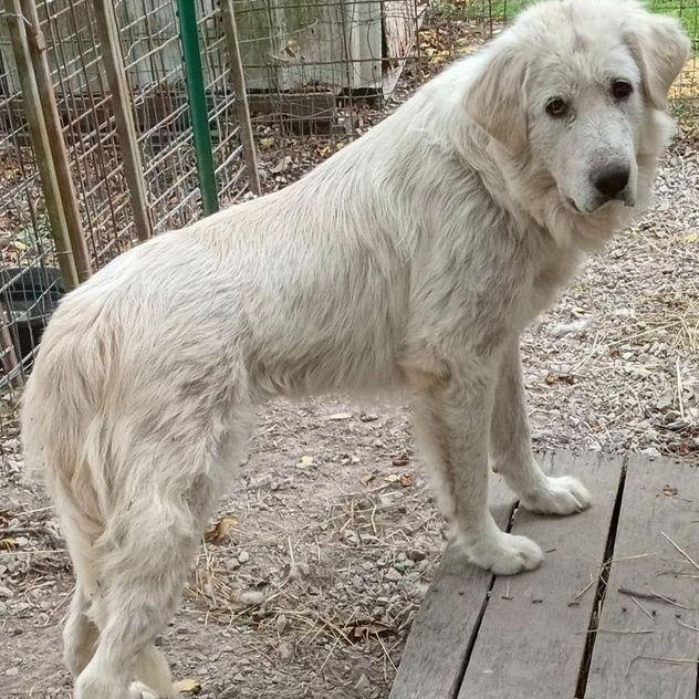 Lilly, a Adoptable Great Pyrenees in Larkspur, CO image 1/4