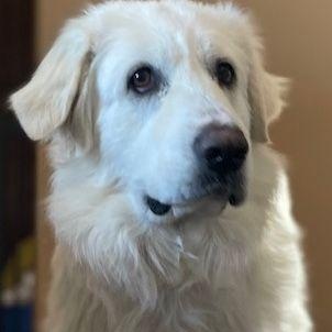 Lilly, a Adoptable Great Pyrenees in Larkspur, CO image 2/4