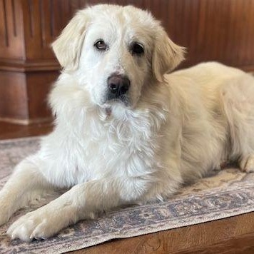 Lilly, a Adoptable Great Pyrenees in Larkspur, CO image 3/4