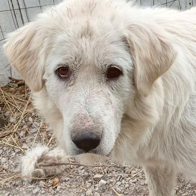 Lilly, a Adoptable Great Pyrenees in Larkspur, CO image 4/4