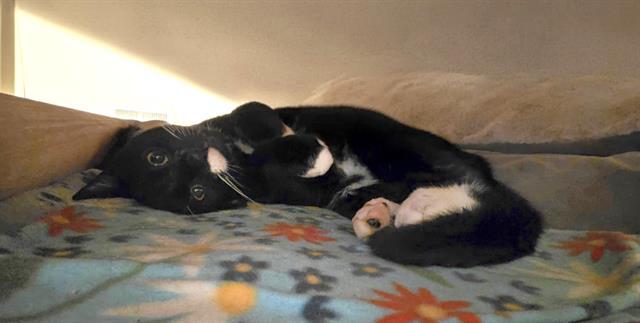 Enlarge LEFTY, a Adoptable Domestic Short Hair in Kent, WA image 1/1