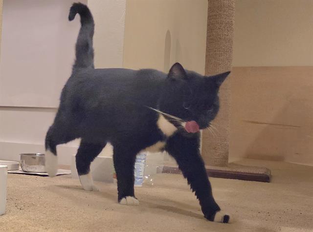 LEFTY, Adoptable, Adult Male Domestic Short Hair.