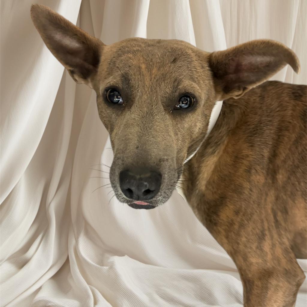 Enlarge Bear, a Adoptable Mixed Breed in Columbus, GA image 1/1