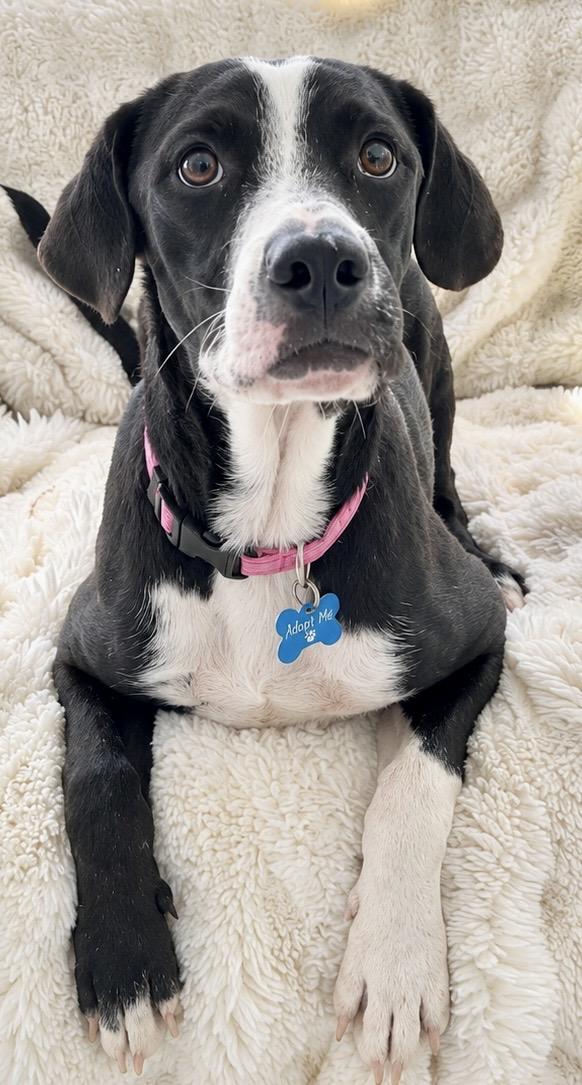 Enlarge MONICA, a Adoptable mixed breed in West Haven, CT image 2/2