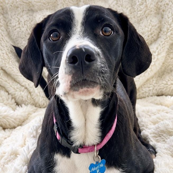 MONICA, Adoptable, Puppy Female Labrador Retriever.