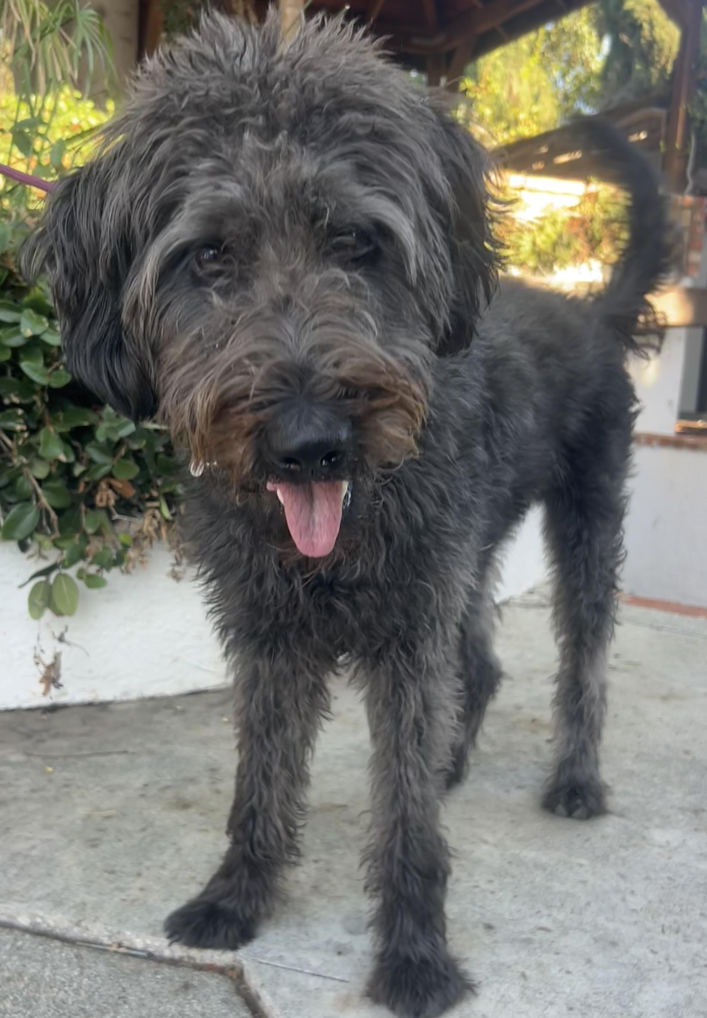 Enlarge Riley, a Adoptable mixed breed in Northridge, CA image 4/6