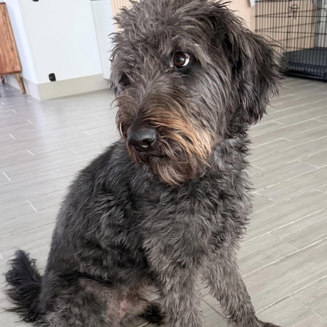 Enlarge Riley, a Adoptable mixed breed in Northridge, CA image 1/6