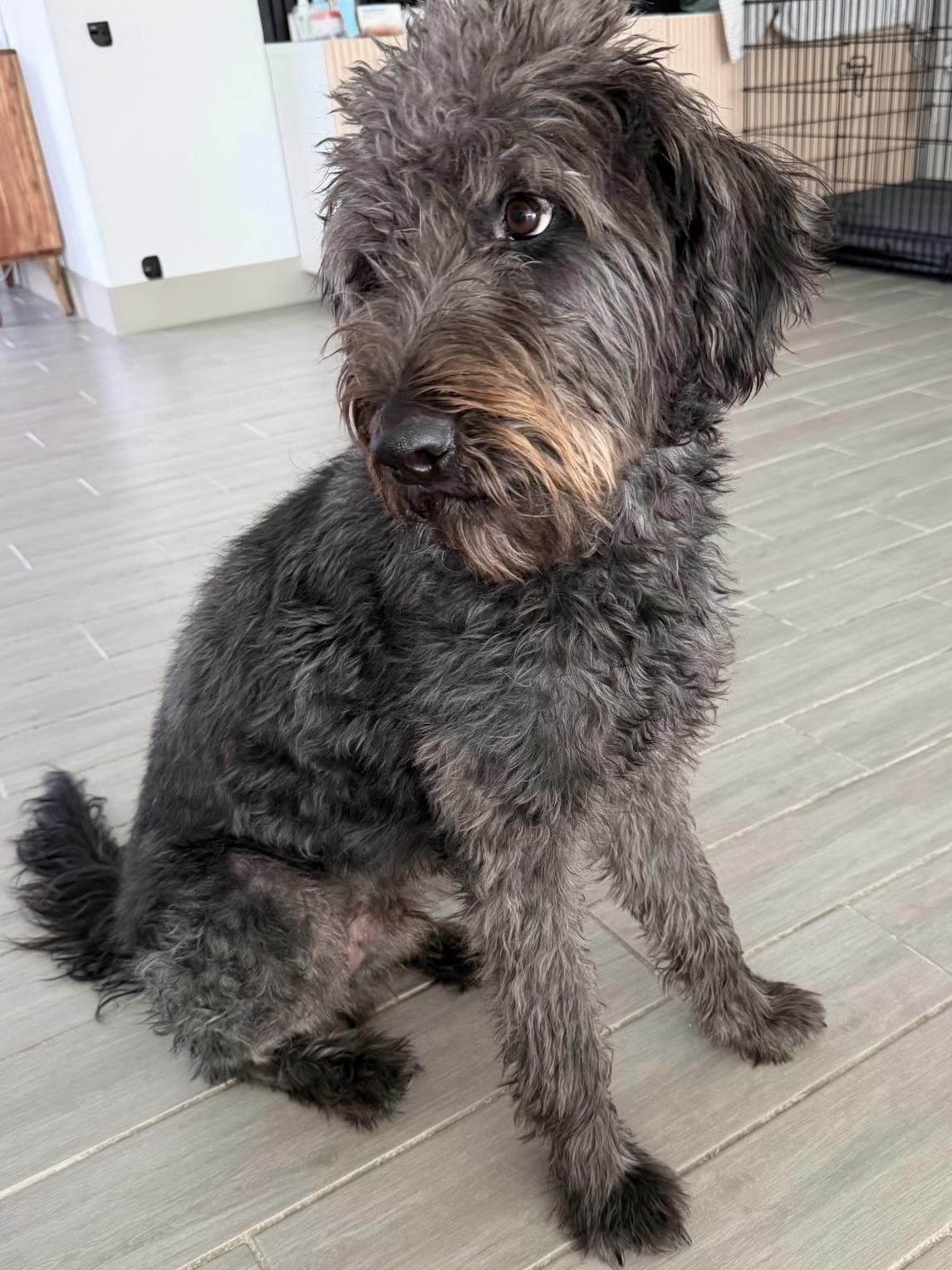 Enlarge Riley, a Adoptable mixed breed in Northridge, CA image 2/6