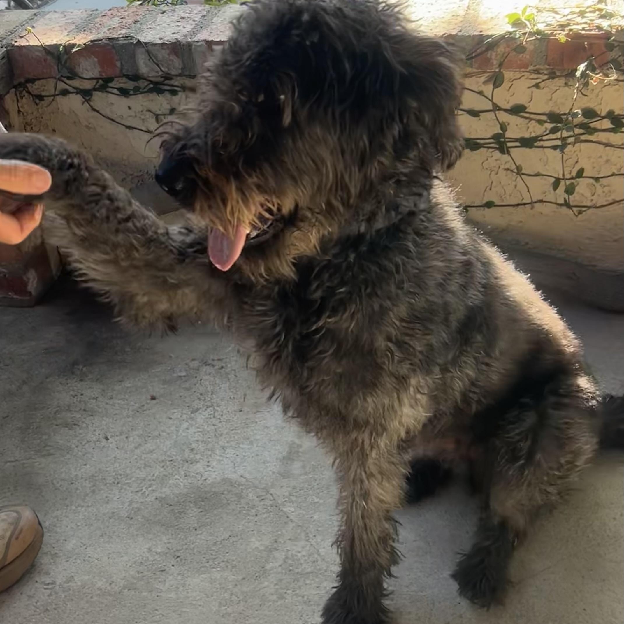 Enlarge Riley, a Adoptable mixed breed in Oakland, CA image 1/6