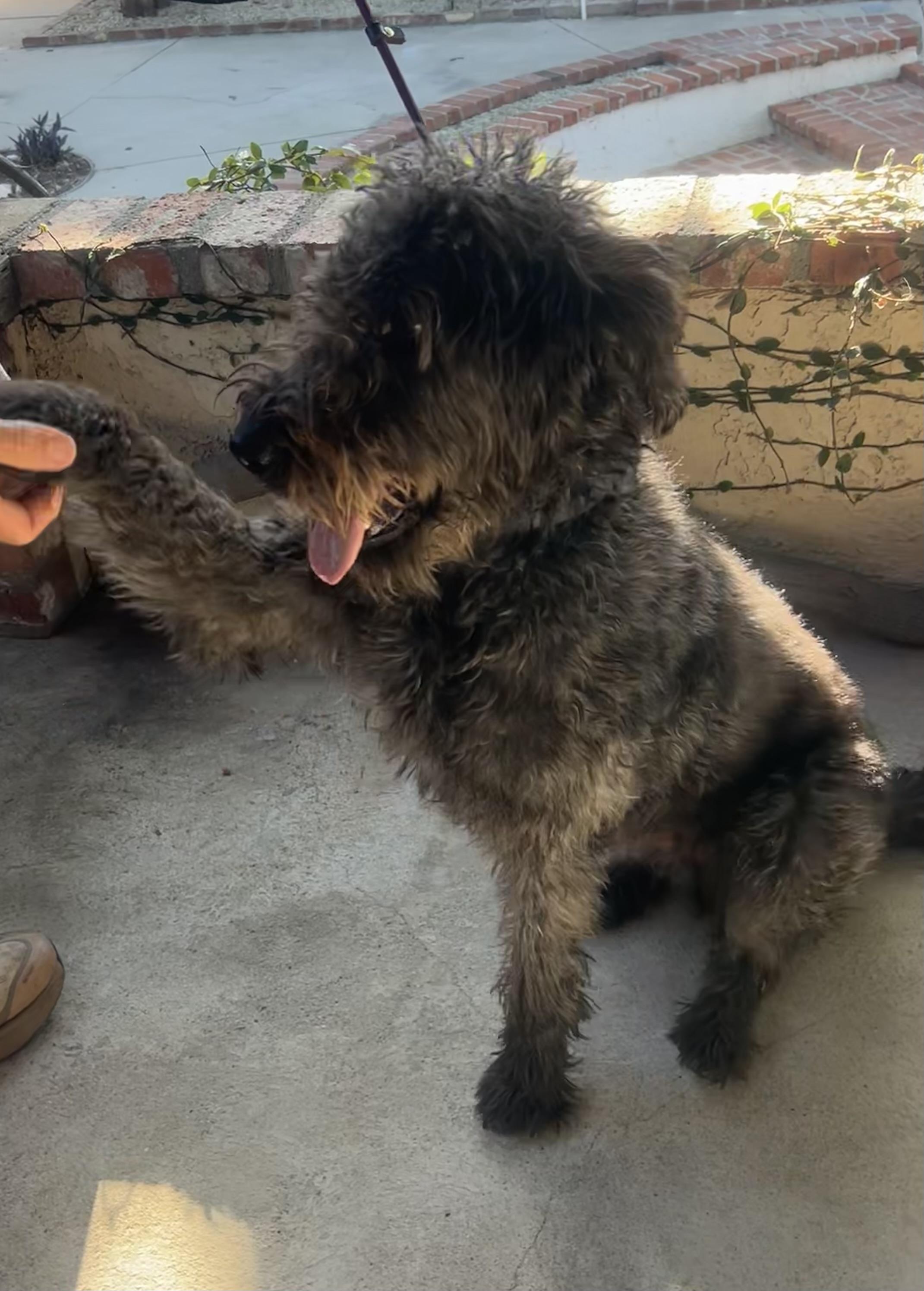 Enlarge Riley, a Adoptable mixed breed in Northridge, CA image 3/6