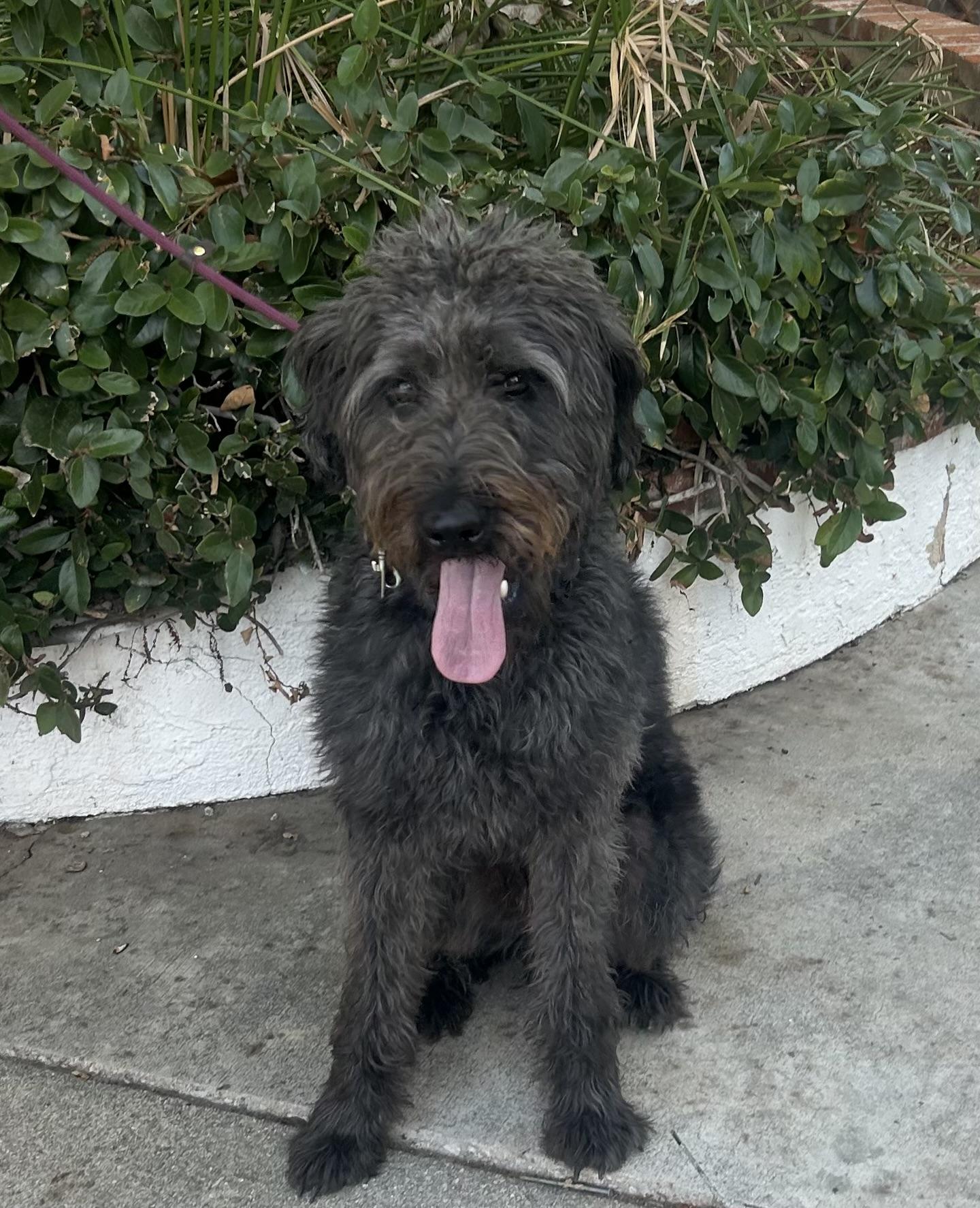 Enlarge Riley, a Adoptable mixed breed in Northridge, CA image 5/6
