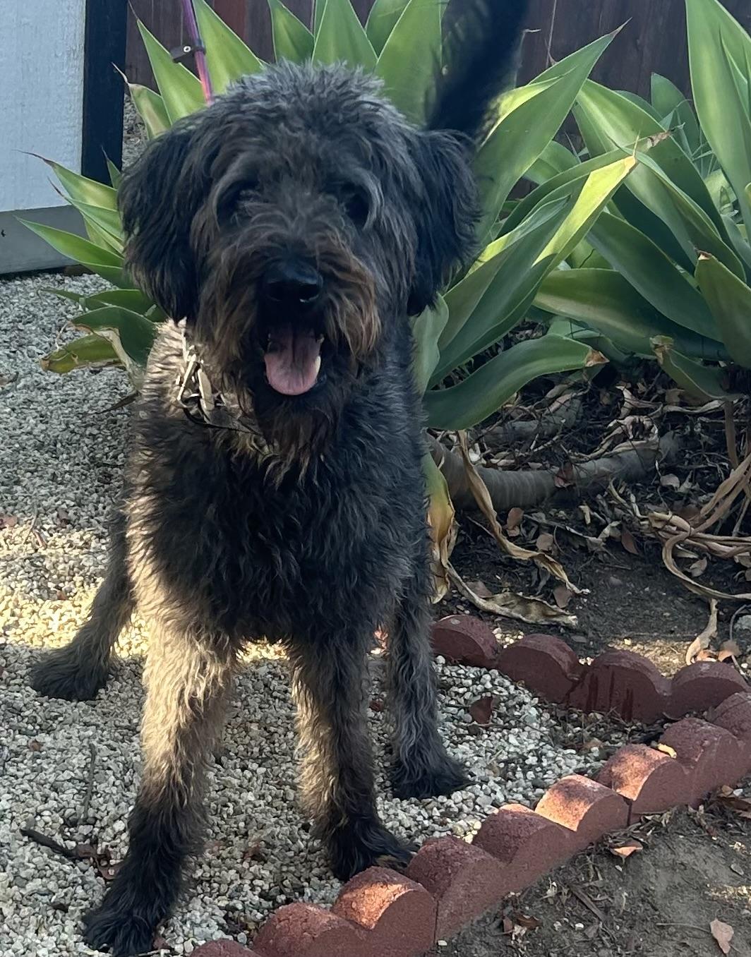 Enlarge Riley, a Adoptable mixed breed in Northridge, CA image 6/6